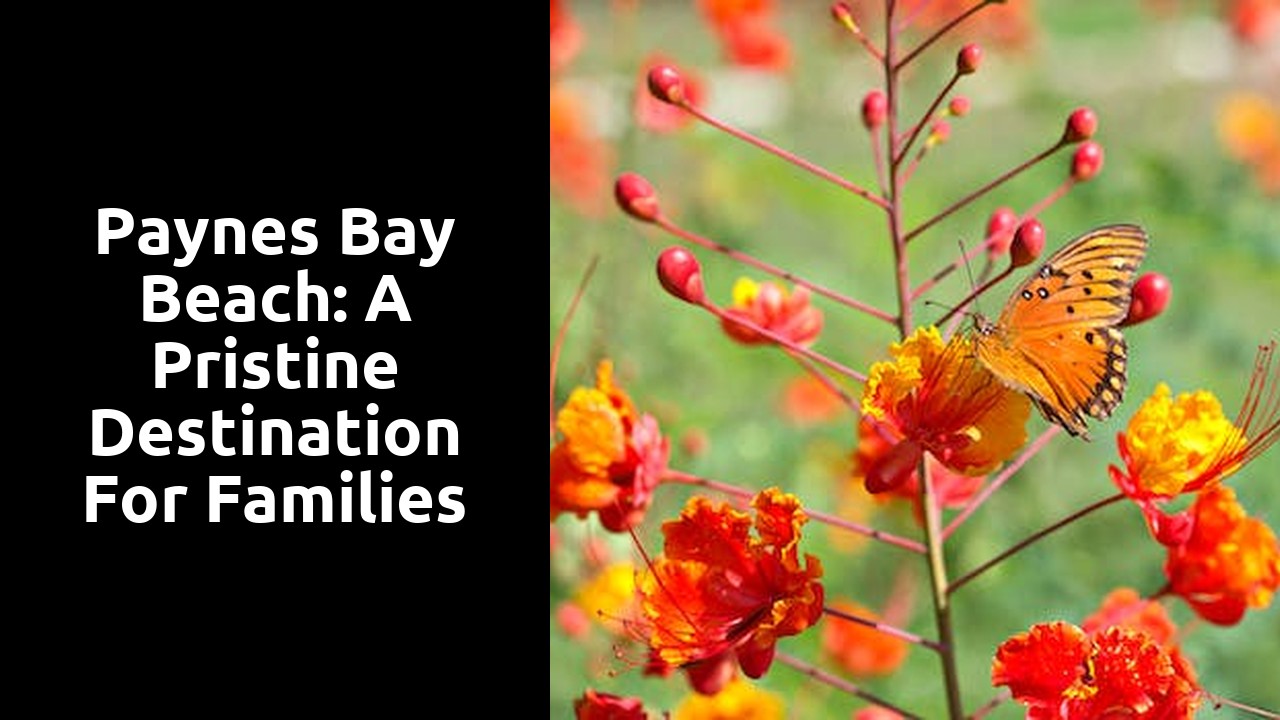 Paynes Bay Beach: A Pristine Destination for Families