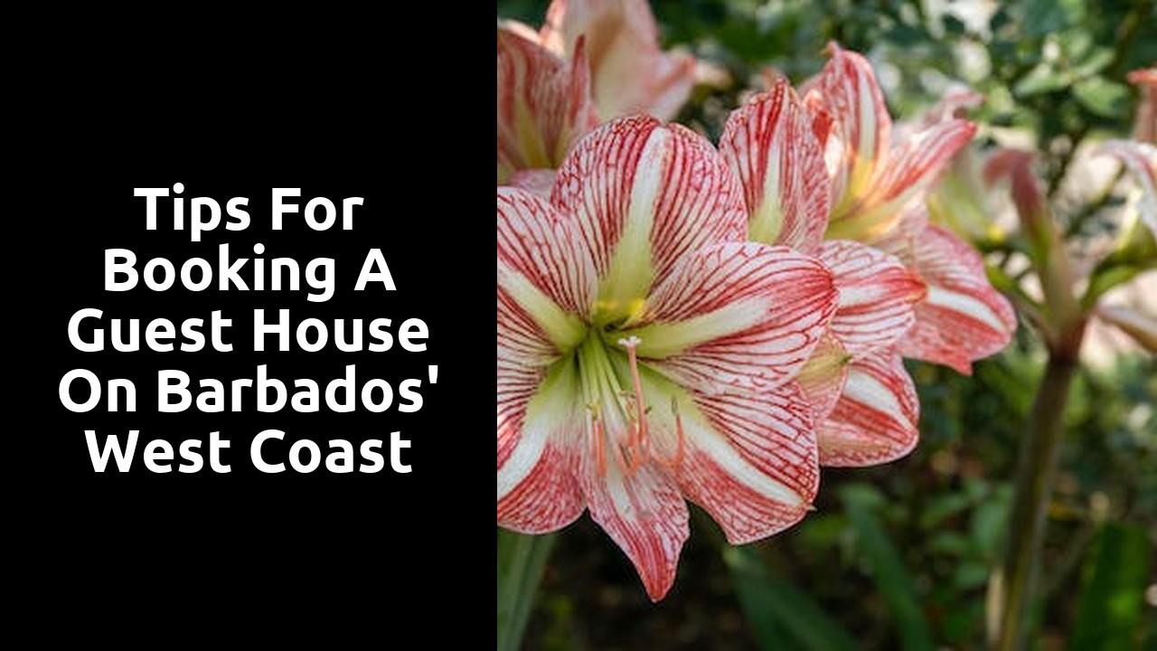 Tips for booking a guest house on Barbados' west coast