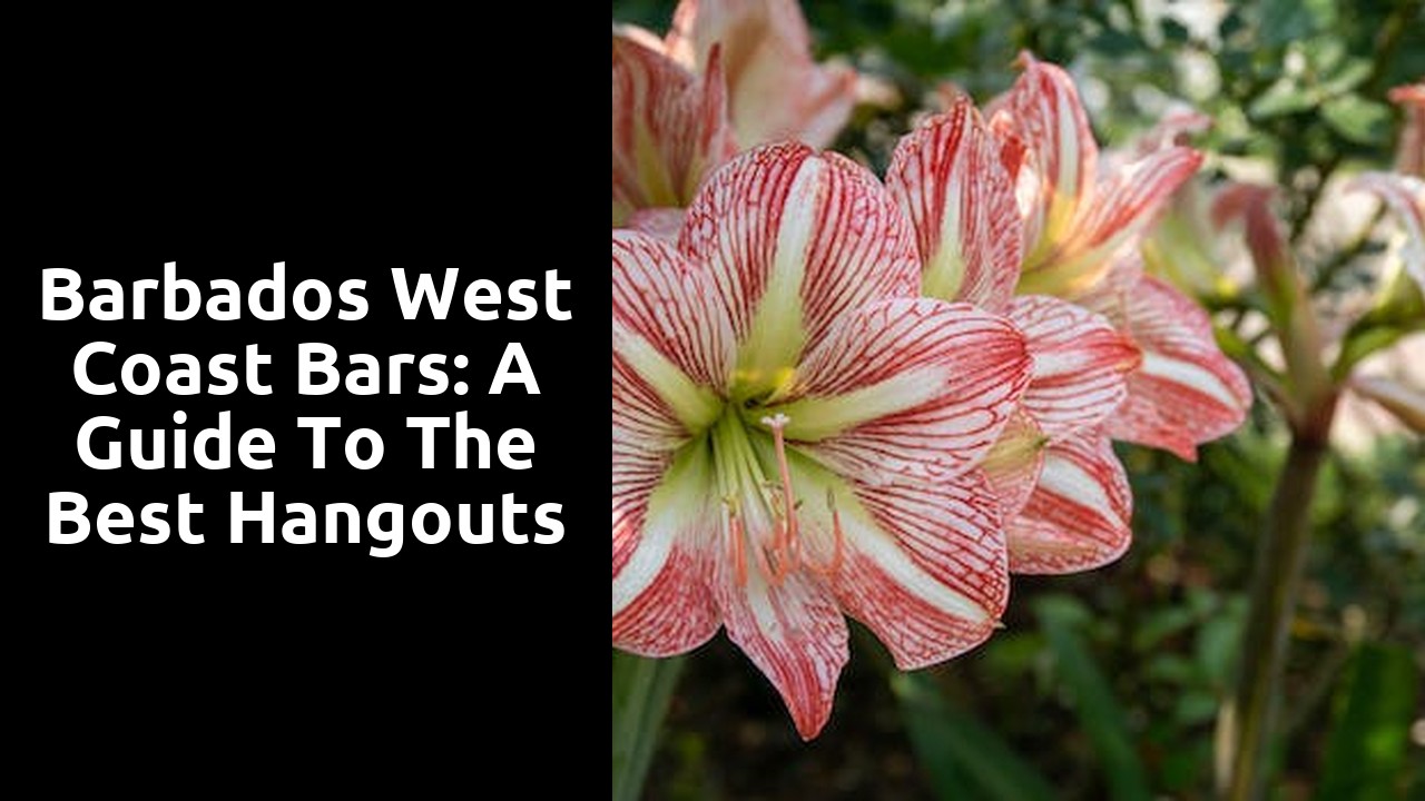 Barbados West Coast Bars: A Guide to the Best Hangouts