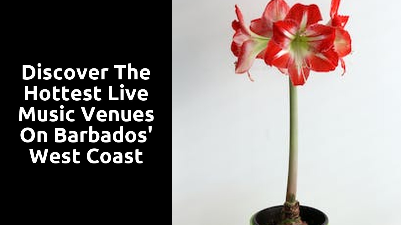 Discover the Hottest Live Music Venues on Barbados' West Coast