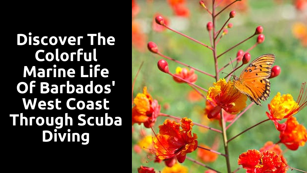 Discover the Colorful Marine Life of Barbados' West Coast through Scuba Diving
